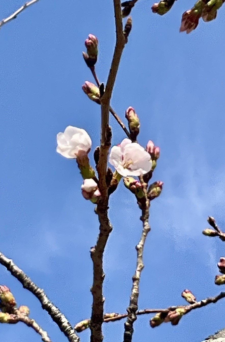 徳島中央公園　この木は開花🌸